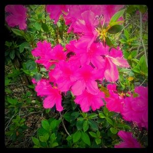 Meet your Posher, Angela